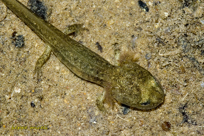 Maremma grossetana: larve di Salamandrina perspicillata