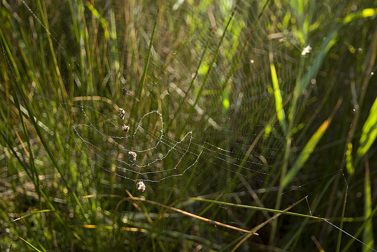 Cyclosa insulana