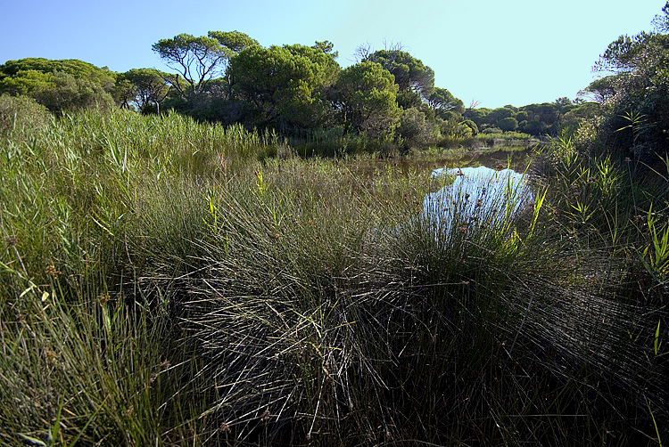 Cyclosa insulana