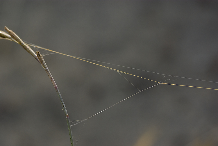 Coppia Argiope lobata