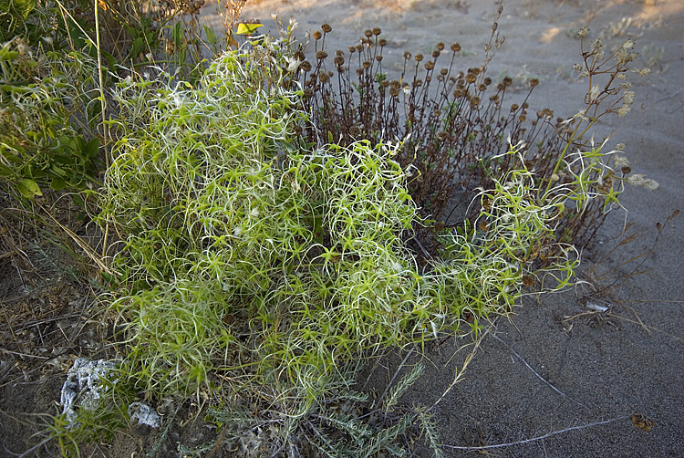 Clematis flammula / Vitalba fiammella