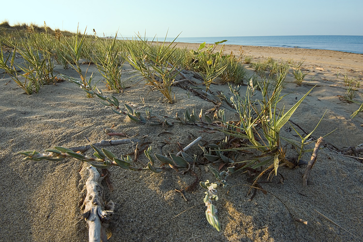 Polygonum maritimum / Poligono marittimo