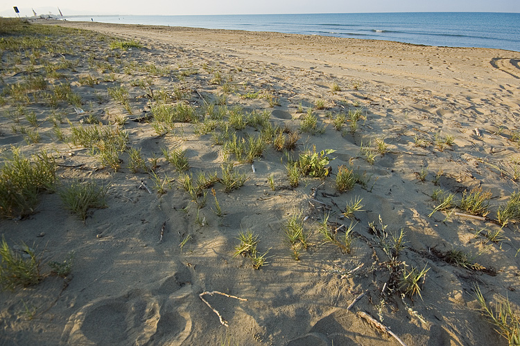 Polygonum maritimum / Poligono marittimo