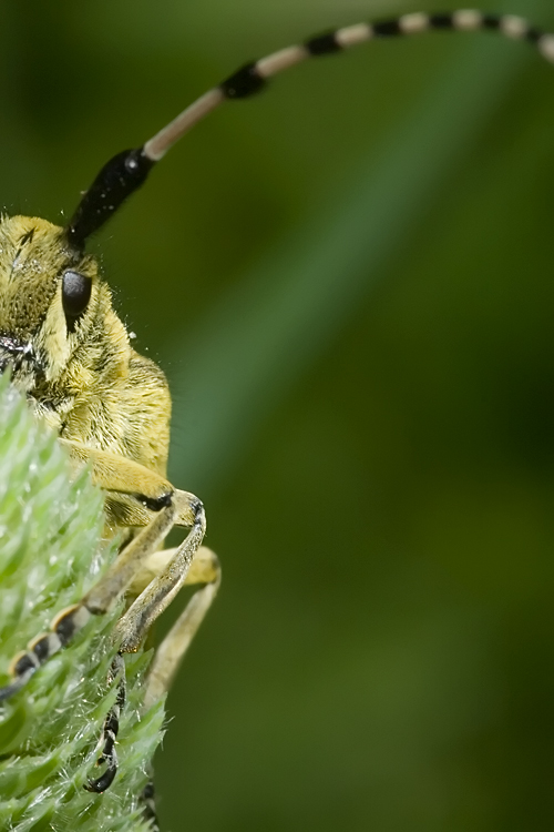 Agapanthia sicula malmerendii