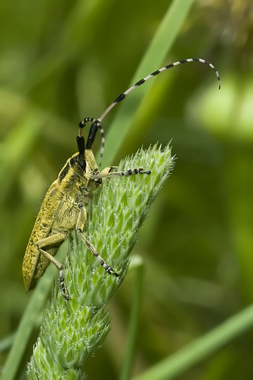 Agapanthia sicula malmerendii