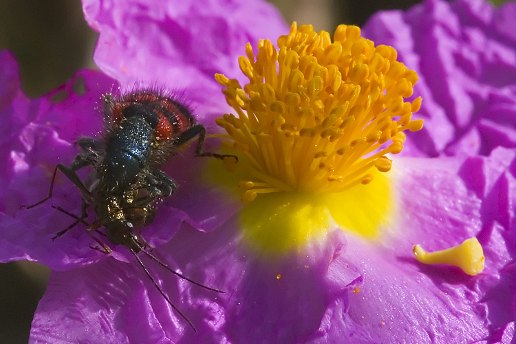 Trichodes alvearius divora un'' Oedemera