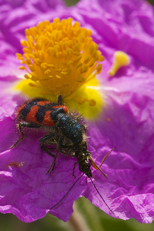 Trichodes alvearius divora un'' Oedemera