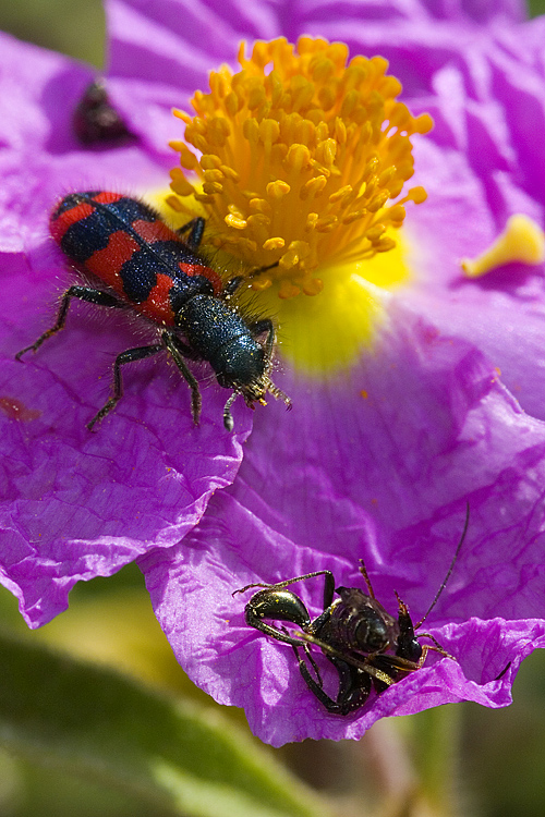 Trichodes alvearius divora un'' Oedemera