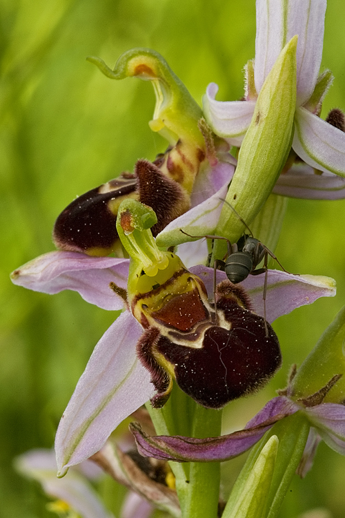 Orchidee del Chianti 2009