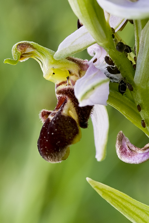 Orchidee del Chianti 2009