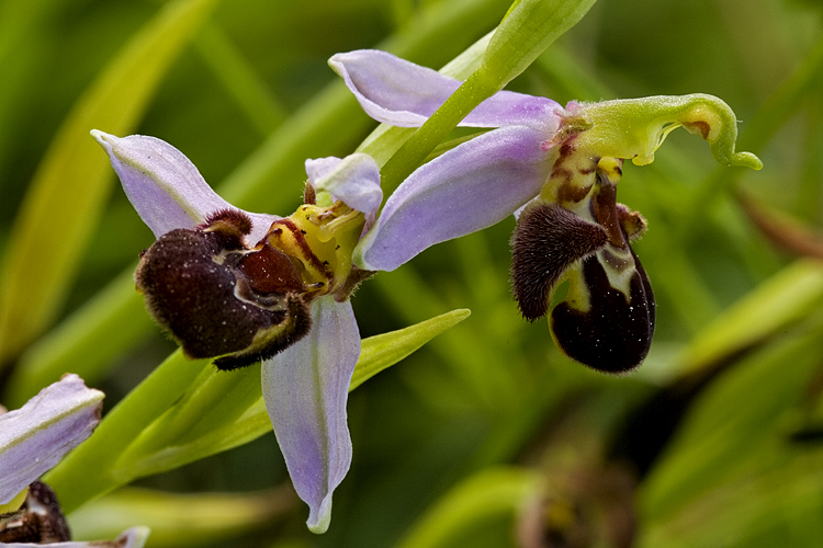 Orchidee del Chianti 2009