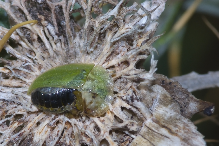 Cassida deflorata (ma che le  successo?)