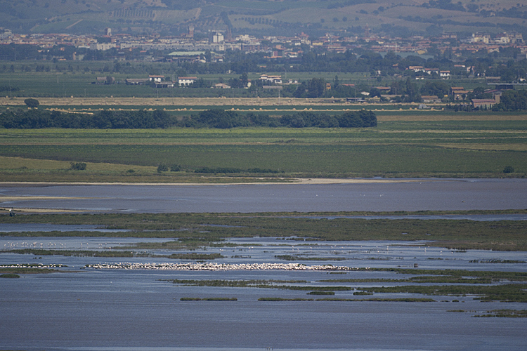 La Diaccia Botrona - Padule di Castiglione della Pescaia