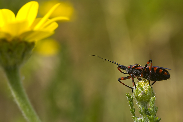 Rhynocoris sp.: cuspidatus o iracundus amabilis?