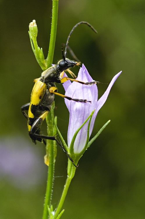 Rutpela maculata