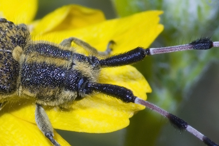 Agapanthia sicula malmerendii