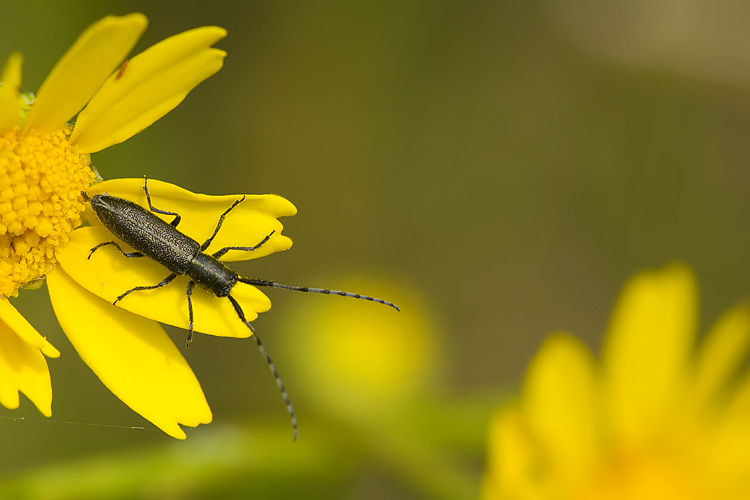 Agapanthia cardui?