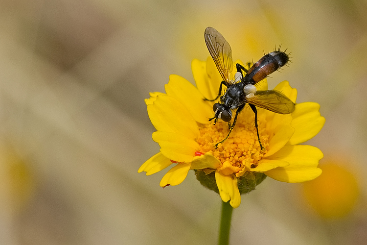 Cylidromyia sp. (Tachinidae)