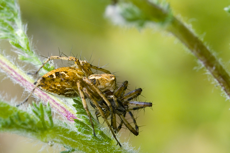 Oxyopes sp.
