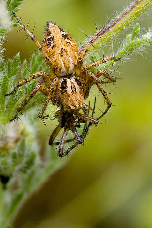 Oxyopes sp.