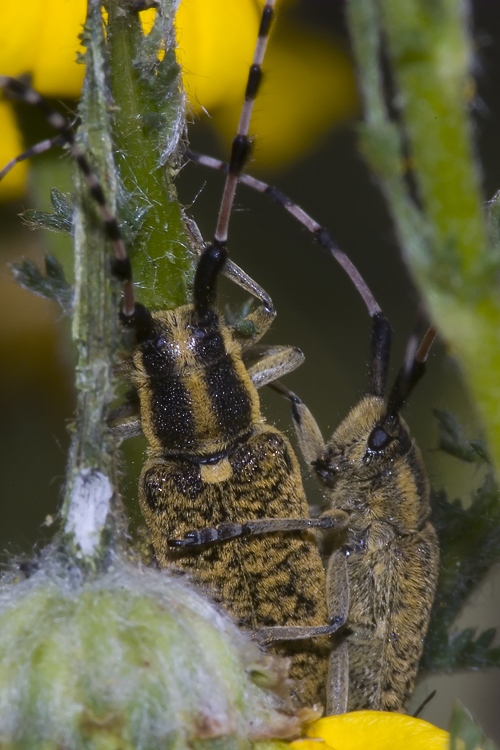 Agapanthia sicula malmerendii