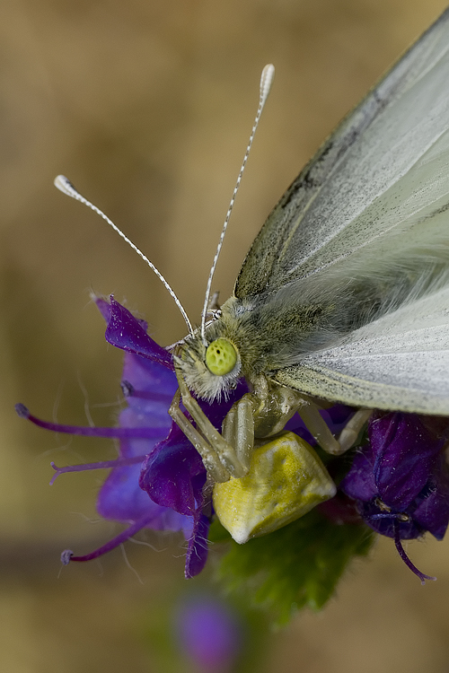 Thomisus onustus