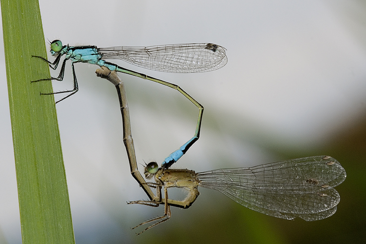 Coenagrionidae o Platycnemididae ? - Ischnura elegans