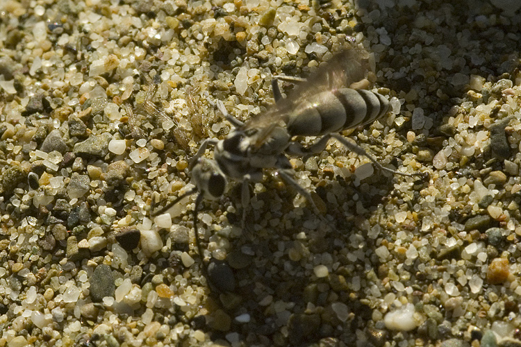 Pompilidae: Pompilus cinereus preda Arctosa sp.