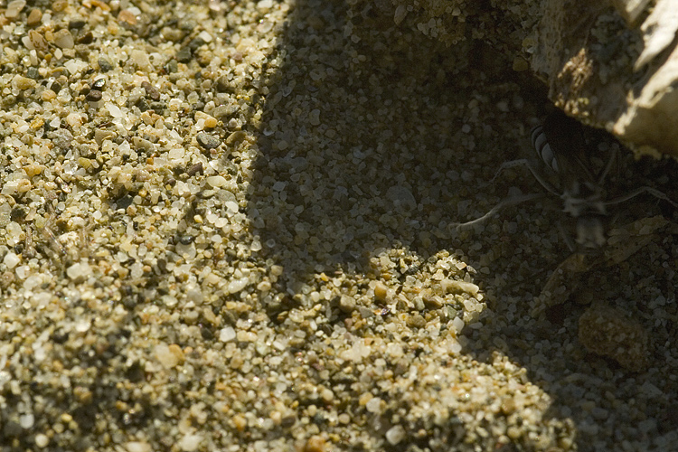 Pompilidae: Pompilus cinereus preda Arctosa sp.