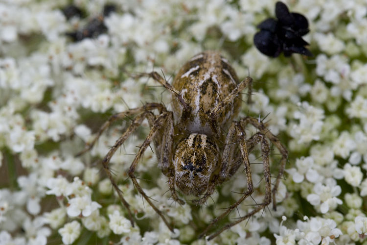 Oxyopes sp.