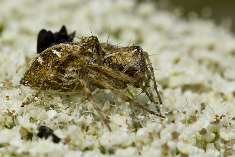 Oxyopes sp.