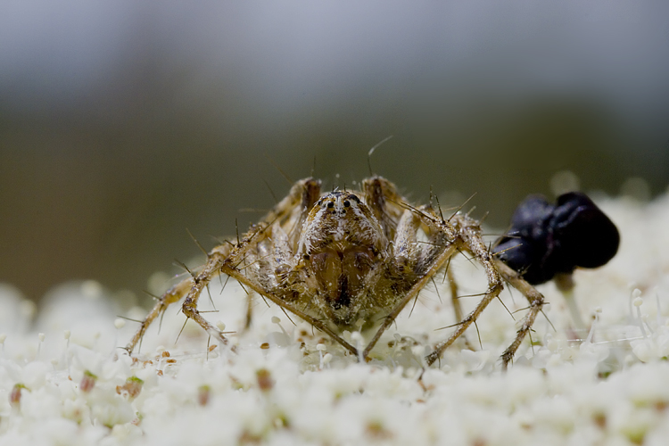 Oxyopes sp.