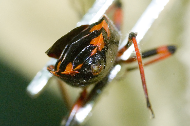 Rhynocoris del gruppo iracundus/cuspidatus in Toscana
