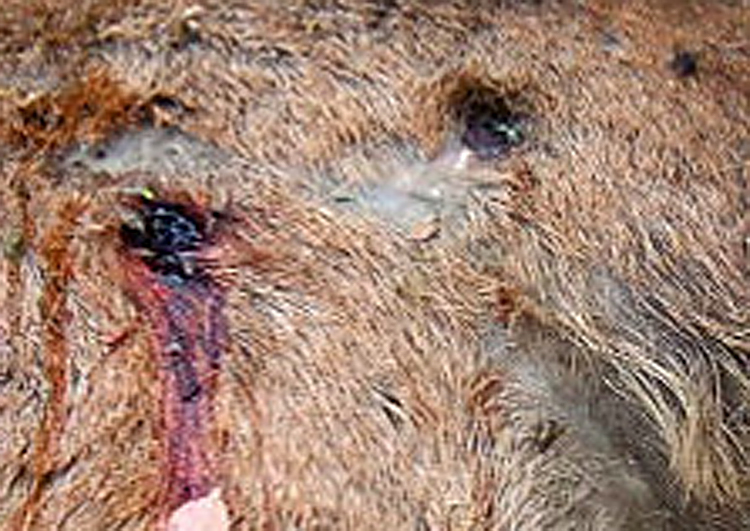 Cervo morto. Un caso di bracconaggio? (Come limitarlo?)