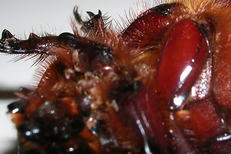 identificazione: sembrava la femmina di lucanus cervus..
