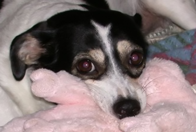 Attacco feroce di cane su porco (immagini crude)