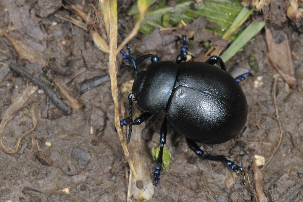 Scarabeo?