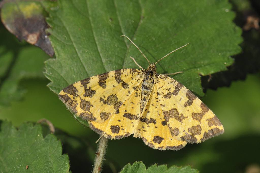 Farfallina gialla: Pseudopanthera macularia