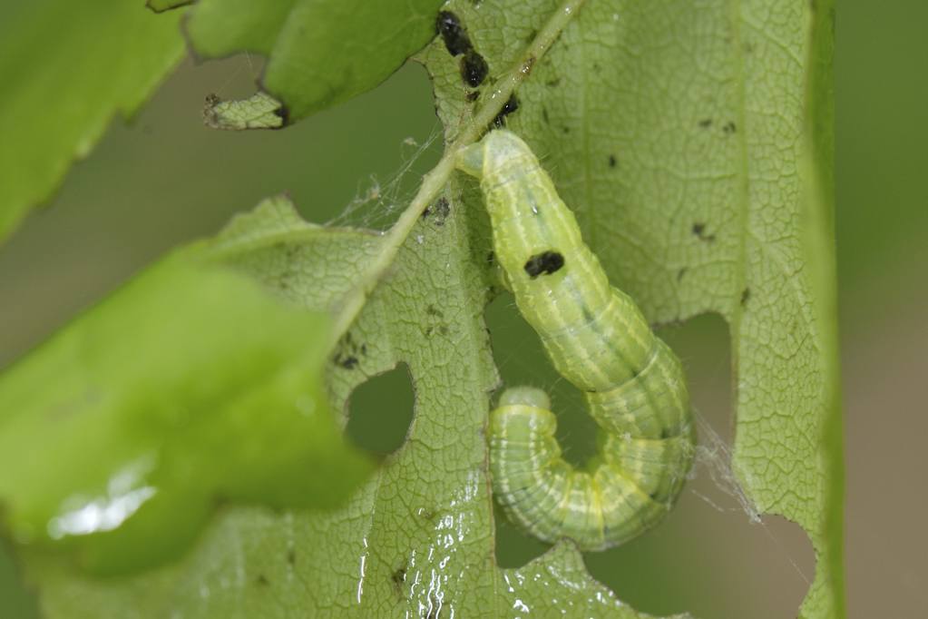 Farfallina gialla: Pseudopanthera macularia