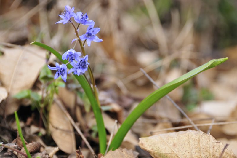 Erythronium dens-canis - Muscari botryoides subsp. longifolium - Scilla bifolia