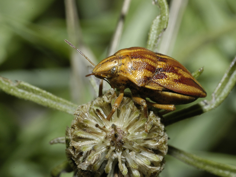 Giallo e cicciottello