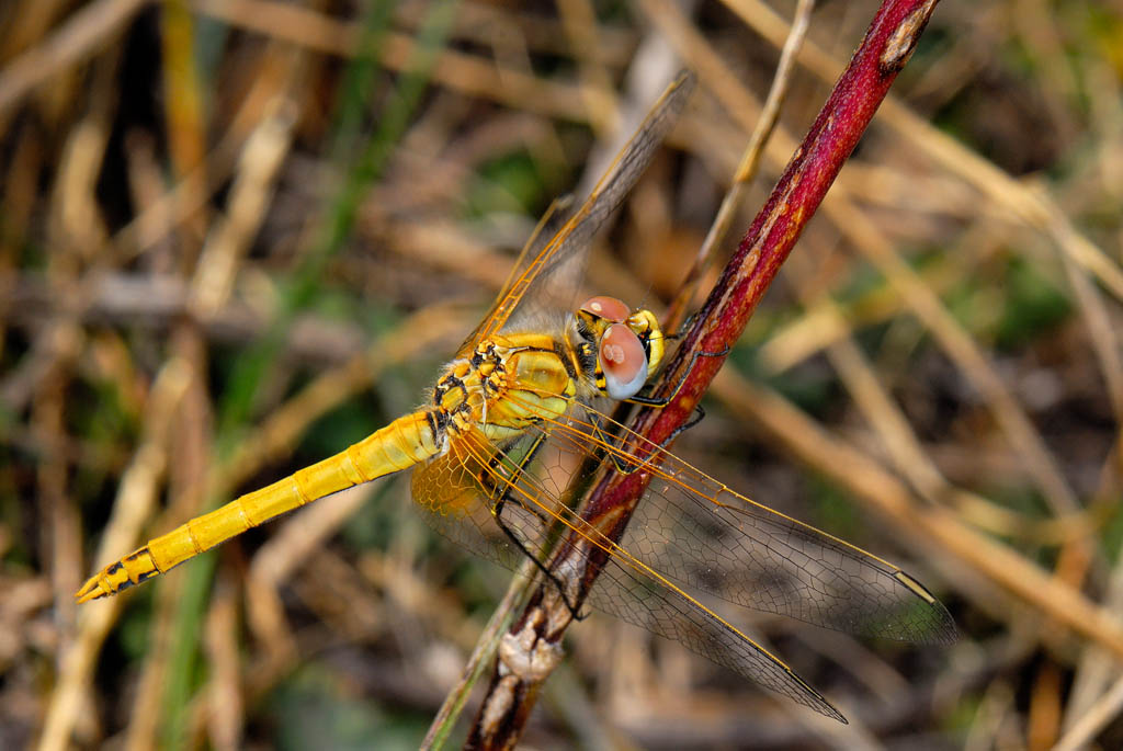 Libellula a Lumignano - Sympetrum fonscolombii