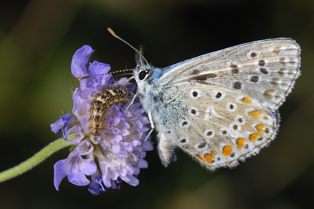 Polyommatus icarus e bruco