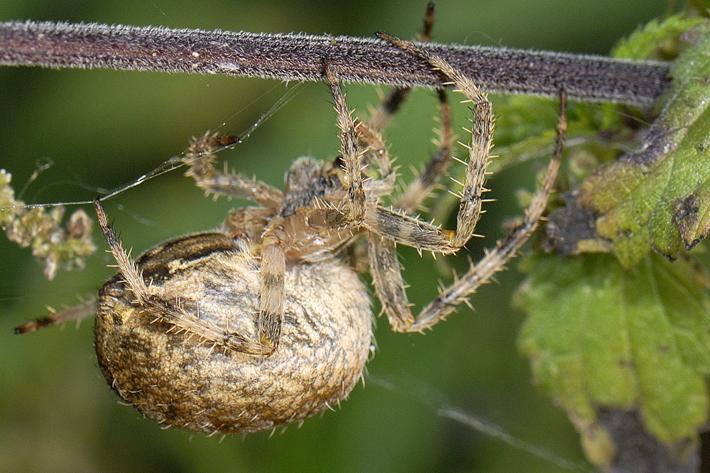 Dolomedes fimbriatus; Araneus diadematus