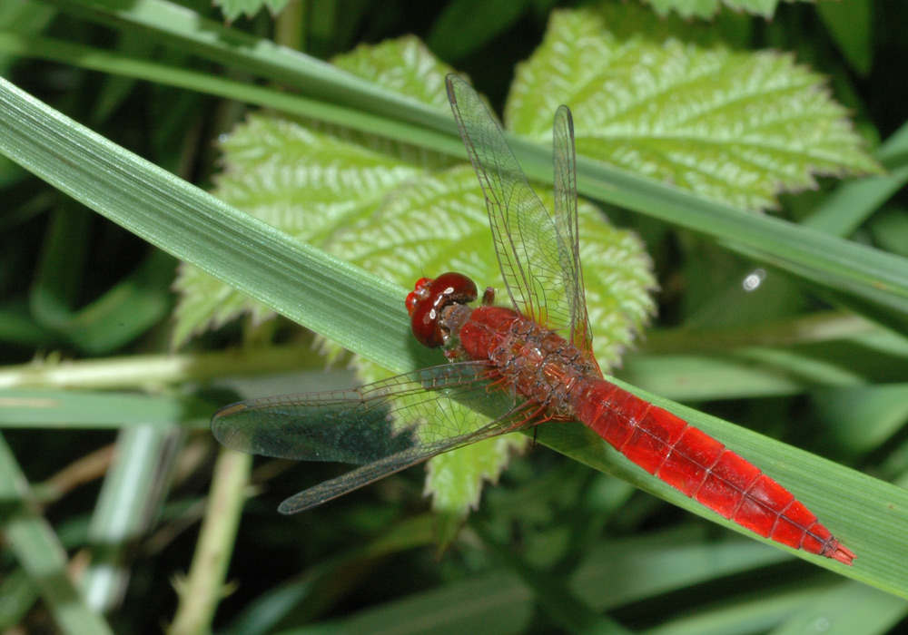 Crocothemis erythraea