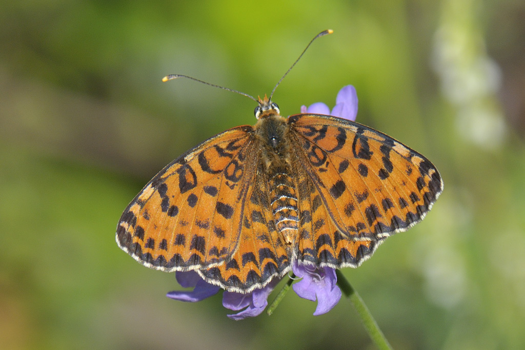 Melitaea