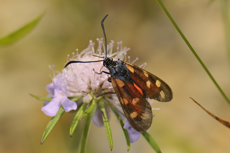 Zygaena sbiadita?