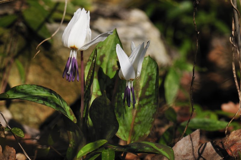 Erythronium dens-canis - Muscari botryoides subsp. longifolium - Scilla bifolia