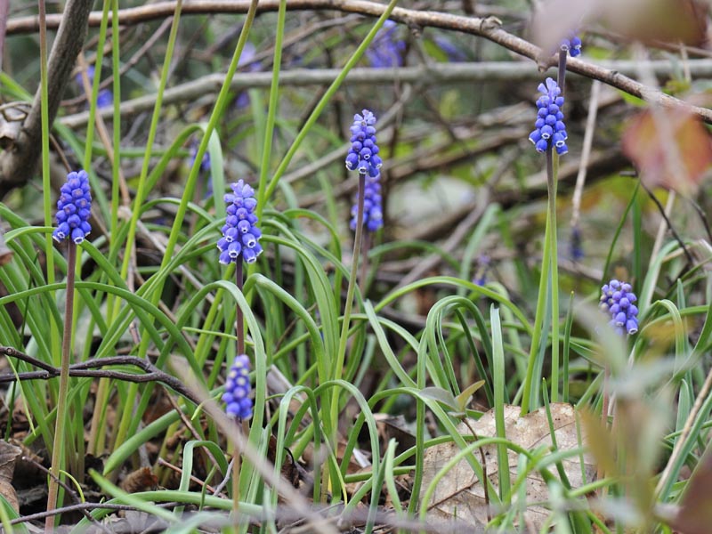 Erythronium dens-canis - Muscari botryoides subsp. longifolium - Scilla bifolia