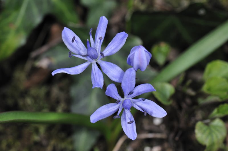 Erythronium dens-canis - Muscari botryoides subsp. longifolium - Scilla bifolia